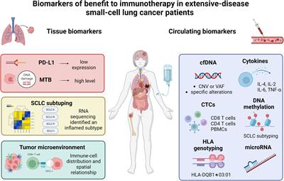 Tissue and circulating biomarkers of benefit to immunotherapy in extensive-stage small cell lung cancer patients